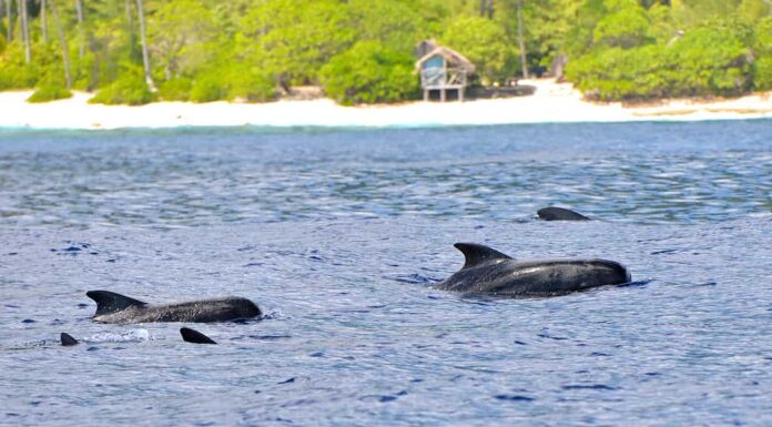 Balena pilota con le pinne lunghe