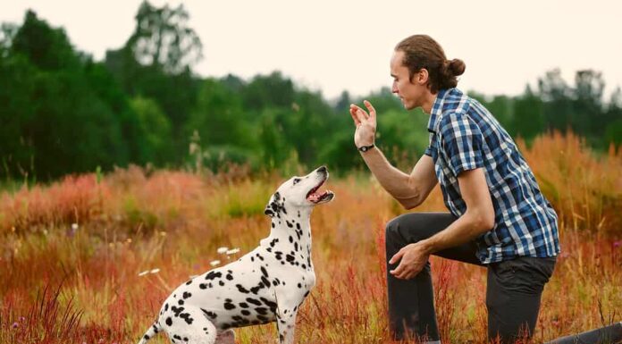Proprietario con cane sul campo