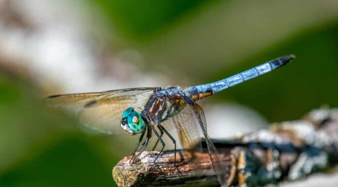 Libellula blu Dasher