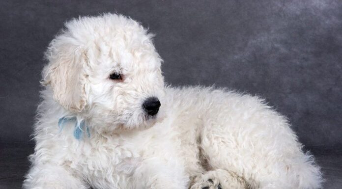 Cucciolo di Komondor su sfondo grigio