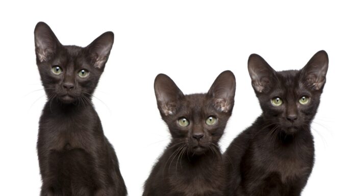 Gattini Havana Brown, 15 settimane, seduti davanti a uno sfondo bianco