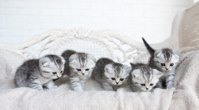 I gattini americani a pelo corto giocano sul divano grigio