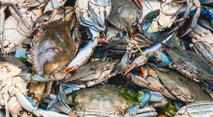 Granchi blu in vendita al mercato del pesce.  Callinectes sapidus o granchio blu dell'Atlantico o granchio blu di Chesapeake.