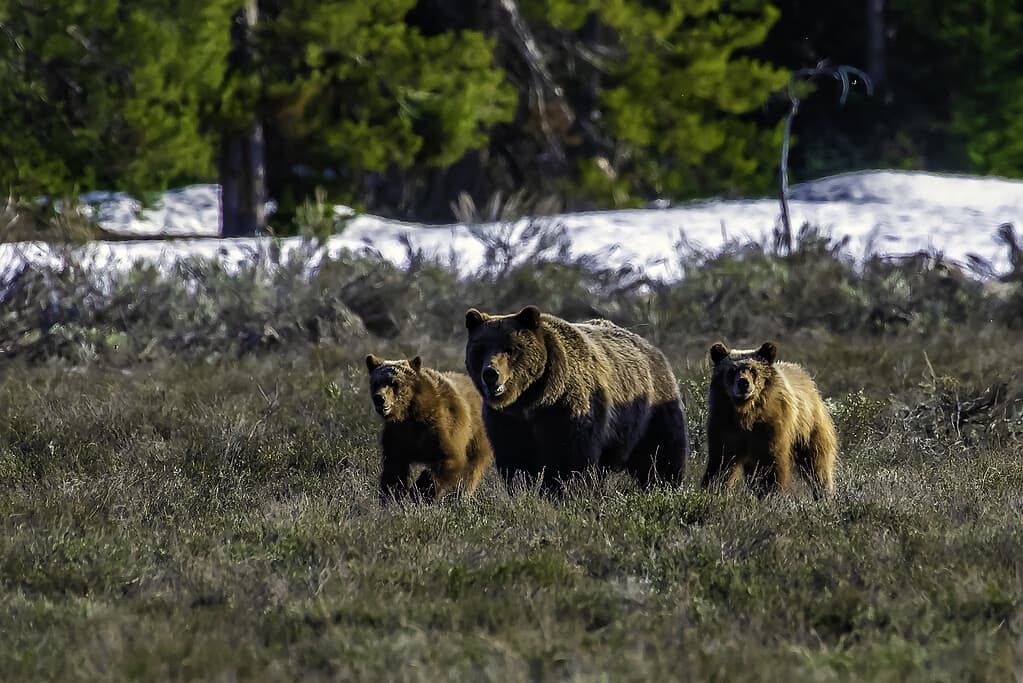 Un uomo che trasporta in elicottero un uomo sbranato da un orso grizzly nel parco popolare