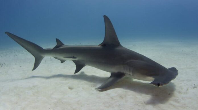 10 animali affascinanti che si riproducono asessualmente
