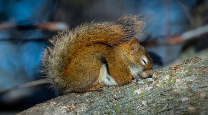 10 animali che dormono molto (fino a 22 ore al giorno!
