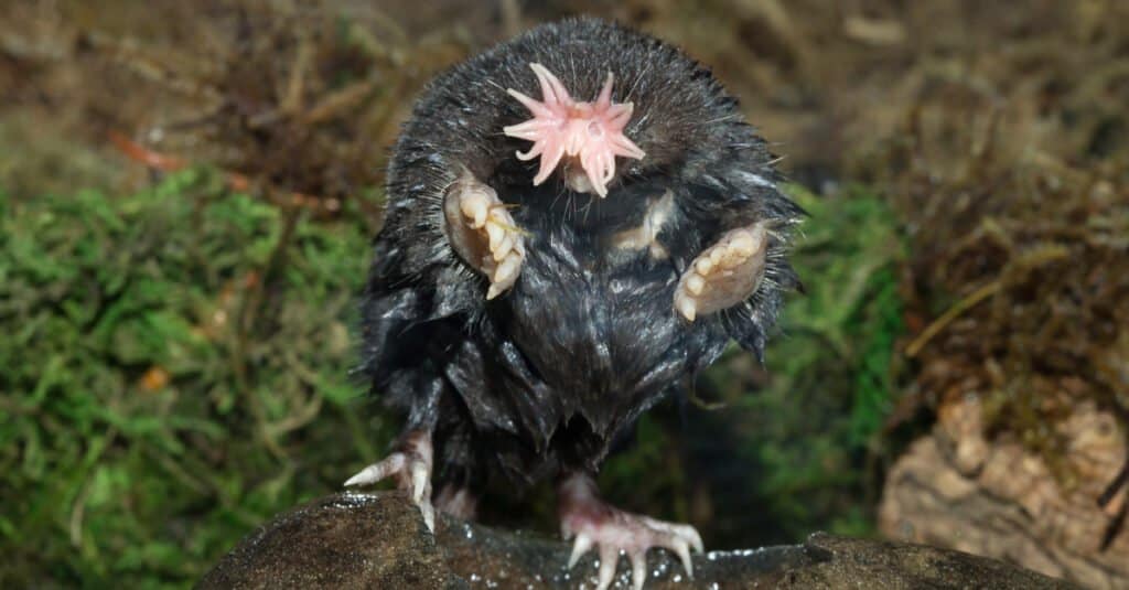 10 animali ciechi (e come si muovono nel mondo)