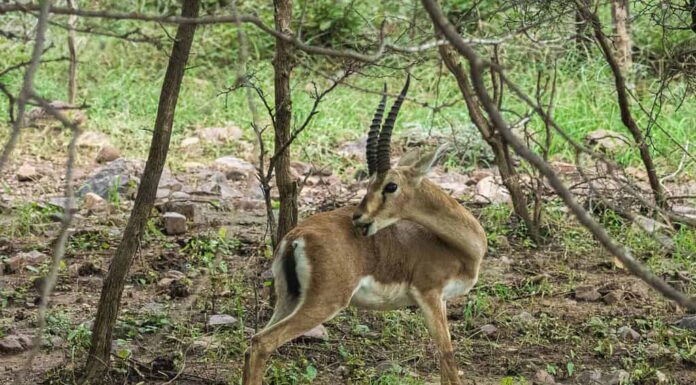 Chinkara o gazzella indiana