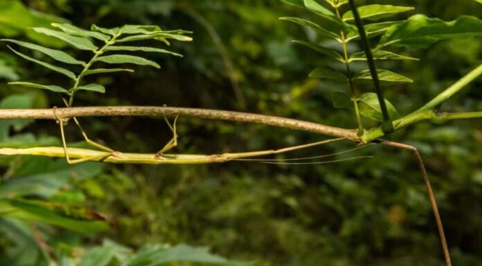 animali con mimetica - bastone da passeggio