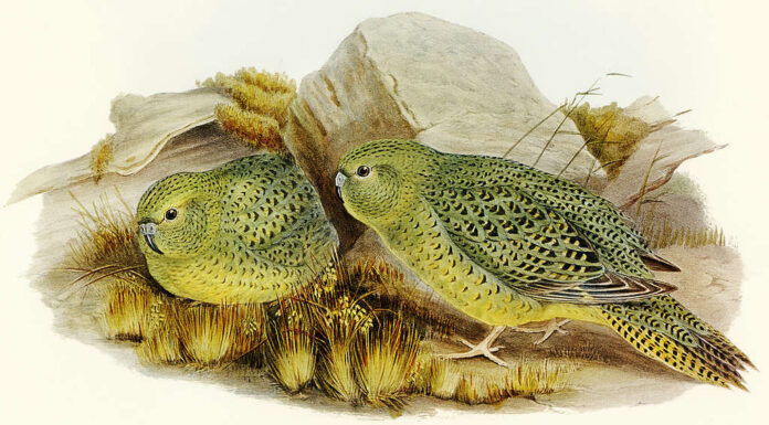 Pappagallo notturno australiano