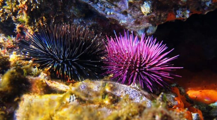 10 animali straordinari che hanno conchiglie (non sono solo tartarughe!)
