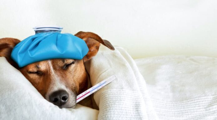 Cane con impacco di ghiaccio sulla testa e termometro in bocca