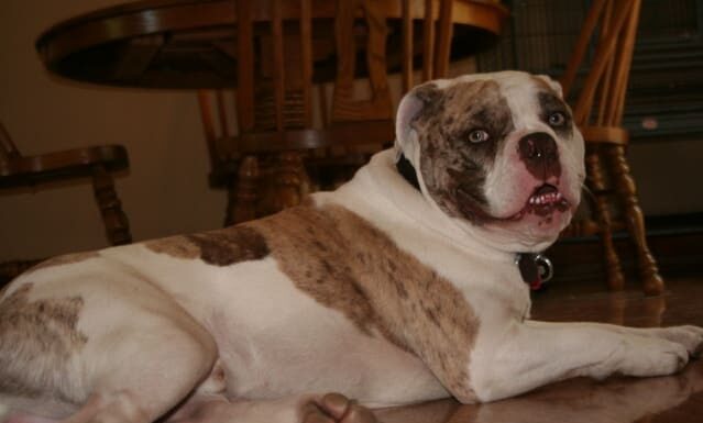 10 diverse razze di bulldog
