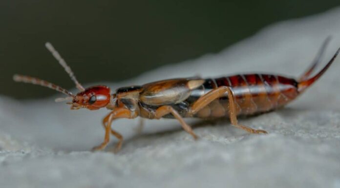 Una forbicina posa per un servizio fotografico.