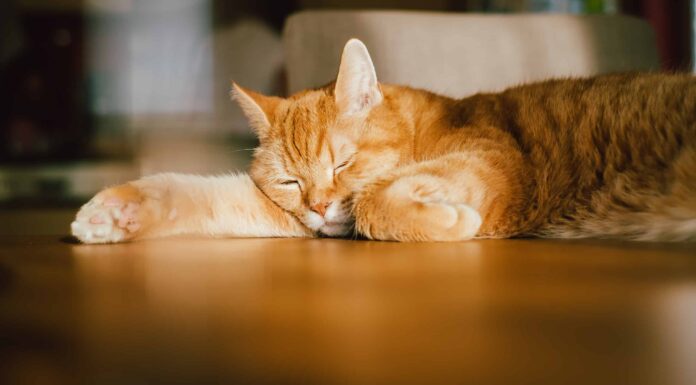 Gatto rosso pigro che dorme sul tavolo alla luce del sole per un piccolo pisolino