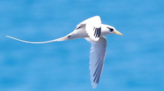 10 uccelli con code incredibilmente lunghe e per cosa li usano
