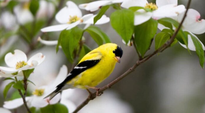 Animale giallo – Cardellino americano