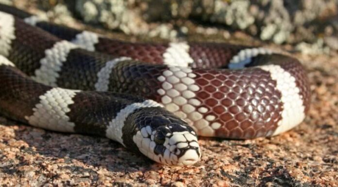 I migliori serpenti domestici