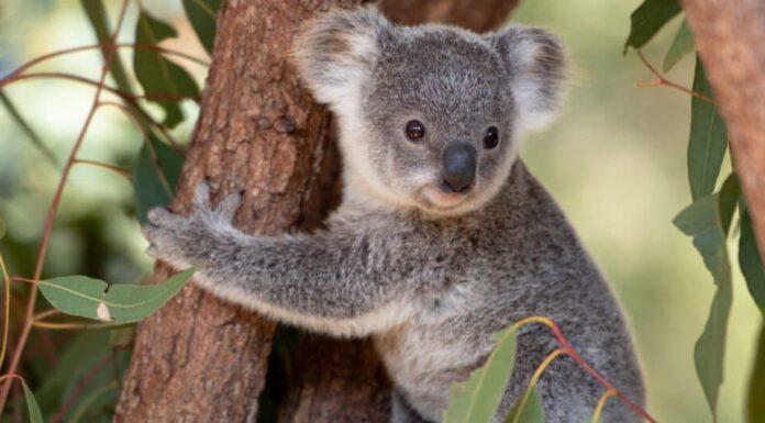 cucciolo di koala da solo