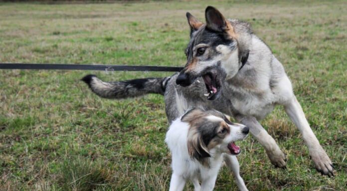 Cane lupo che combatte/gioca con un altro cane