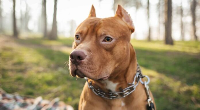 15 migliori tipi di razze di cani da preda
