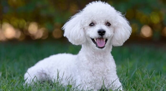 Tipi di cani da acqua - Barboncino