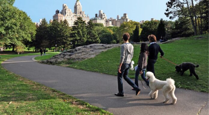 Serie Dog Park - New York