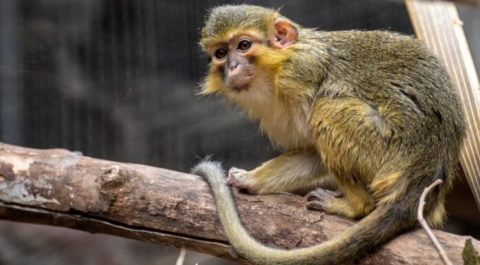 Le scimmie più piccole: la scimmia Talapoin