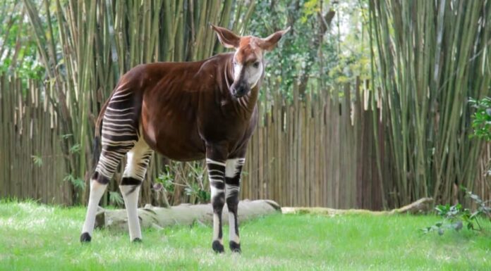 Gli animali più belli: Okapi