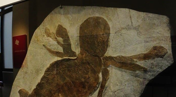 I 10 animali più grandi che abbiano mai camminato sulla Terra
