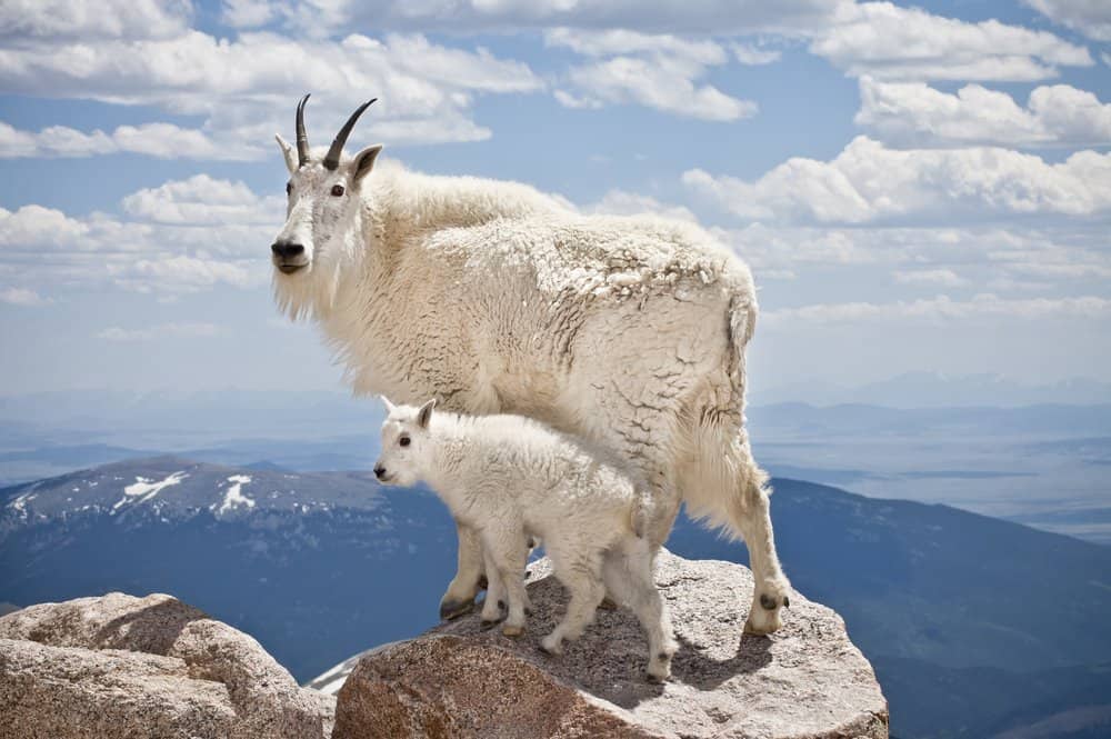 La capra di montagna (Oreamnos americanus) - l'animale più duro - vive ad alta quota