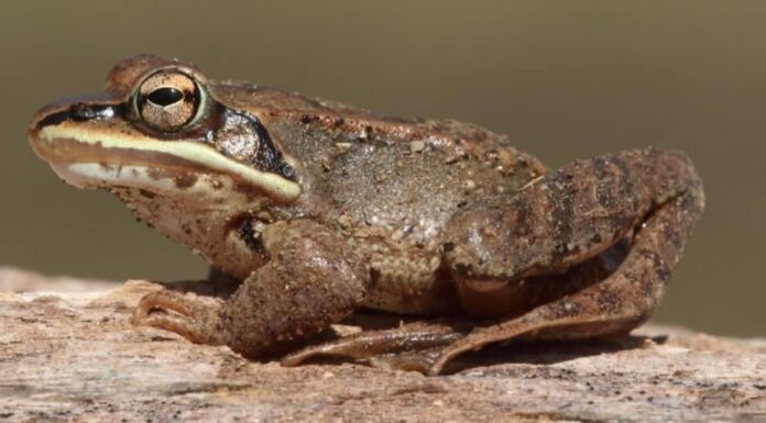 Adattamenti degli animali più folli: la rana di legno