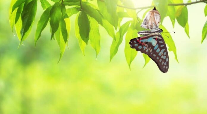 farfalla dalla crisalide