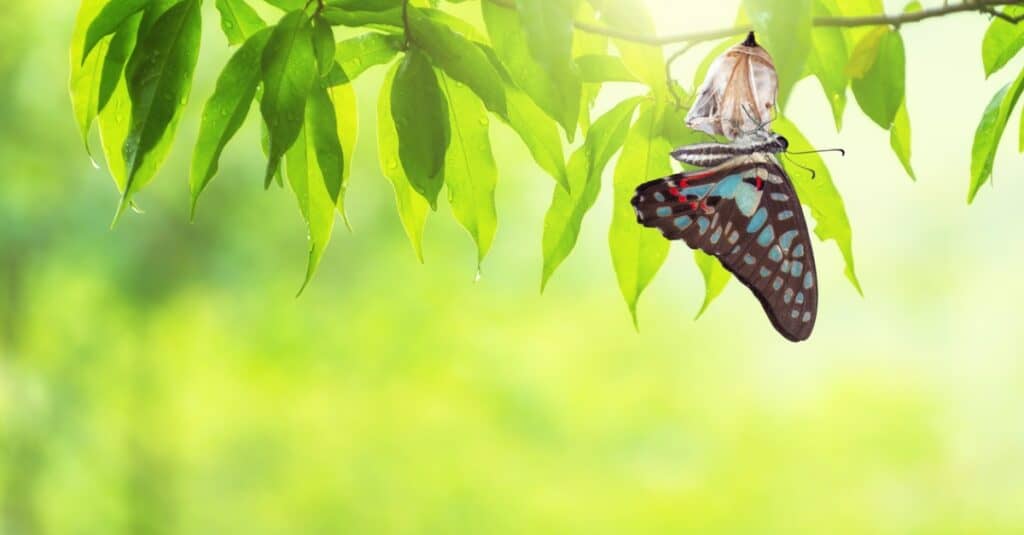 farfalla dalla crisalide