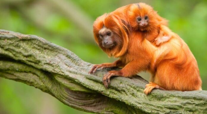 tamarini leoni dorati adulti e piccoli