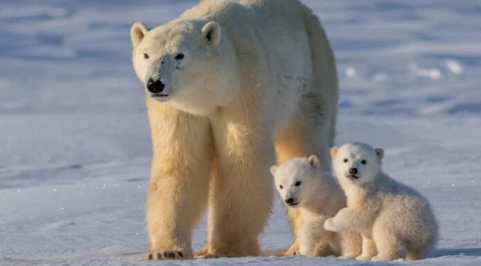 7 animali che mangiano i loro piccoli e i motivi per cui lo fanno
