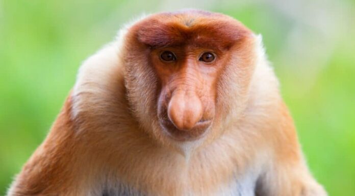 animali con grandi nasi: scimmie proboscide