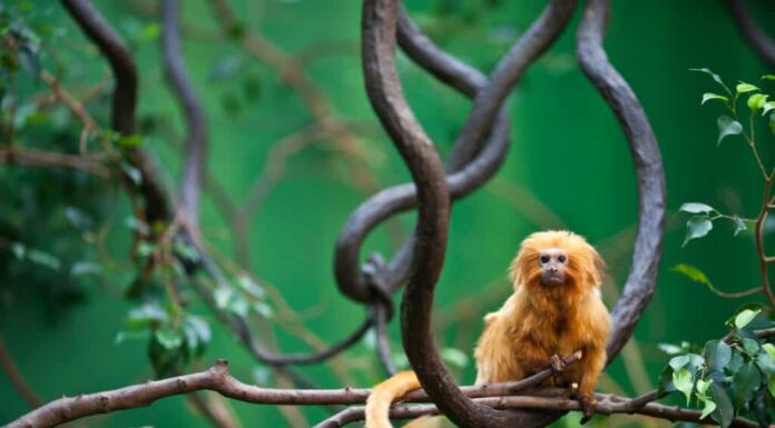 Leone d'oro Tamarin sul ramo di un albero.