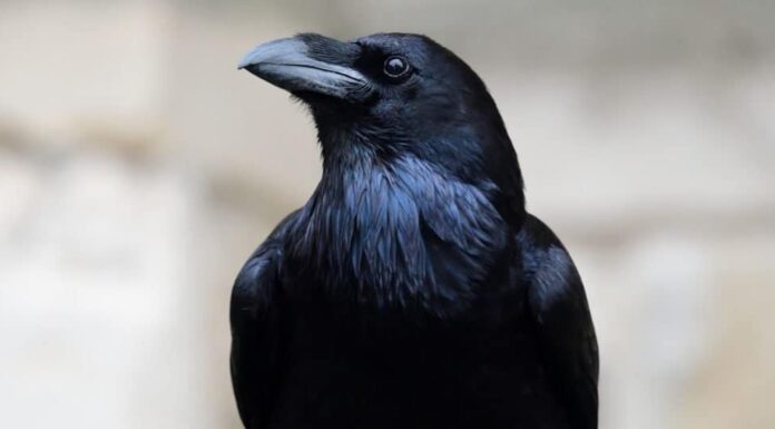 Ritratto ravvicinato di un corvo imperiale (Corvus corax)