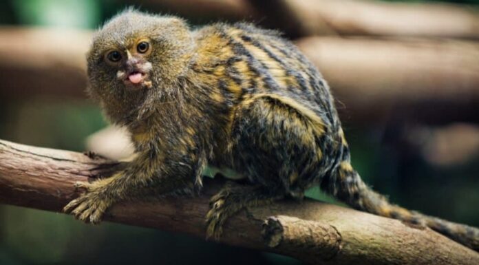Gli animali più carini: l'uistitì pigmeo