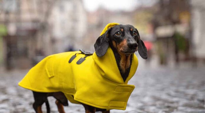  I cani hanno davvero bisogno di cappotti e stivali?  Come proteggerli quando fa freddo
