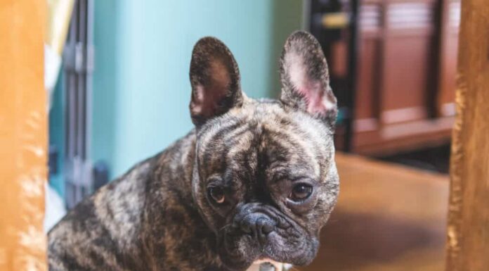 Un giovane Bulldog francese tigrato