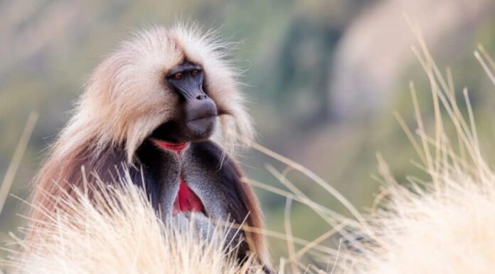 Le scimmie più grandi sono le scimmie Gelada