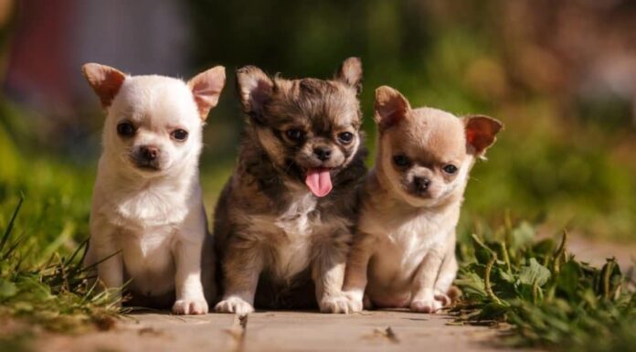 Tre piccoli cuccioli di Chihuahua con testa di Apple che camminano all'aperto sull'erba in estate.