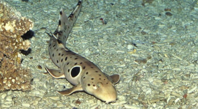 Squalo che cammina sulla terra - Squalo spallina