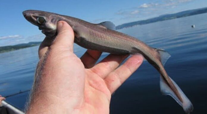 8 squali più piccoli che nuotano negli oceani oggi
