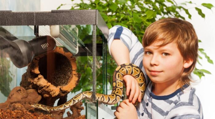 Giovane ragazzo che mette il serpente nel suo serbatoio
