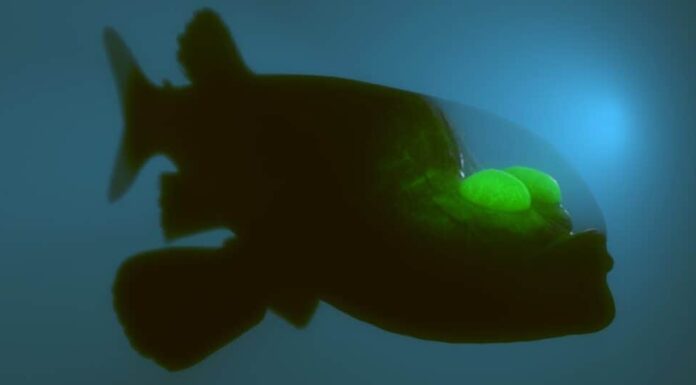 creature del mare profondo, pesce botte