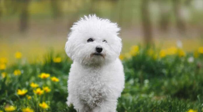 Bichon frisé
