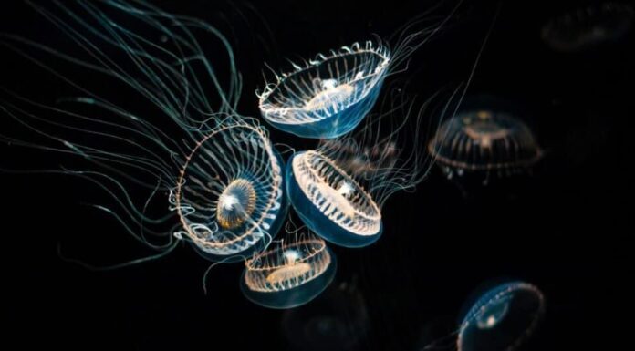 Medusa degli animali più deboli